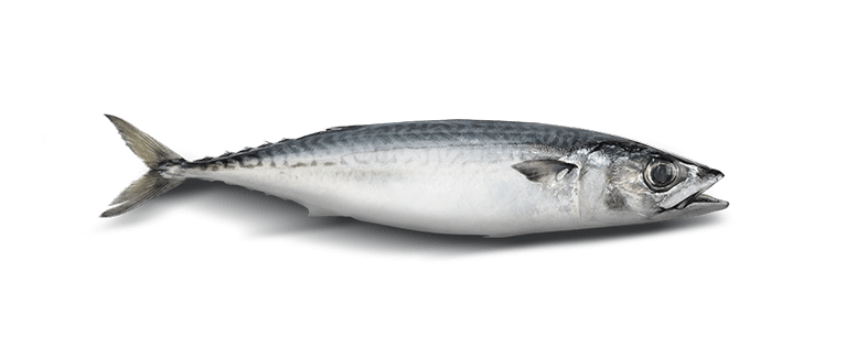 Scomber SPP