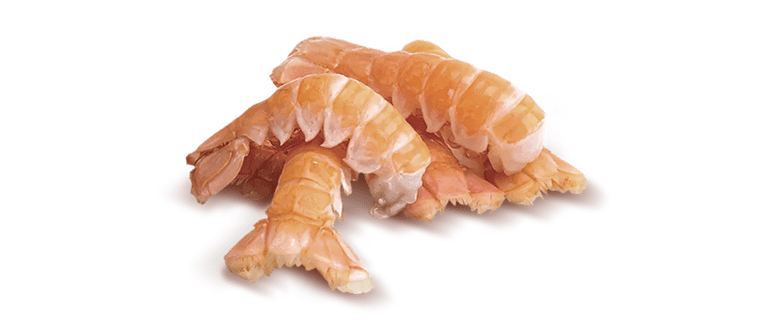 Nephrops norvegicus