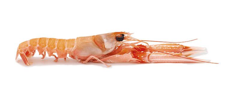 Nephrops norvegicus