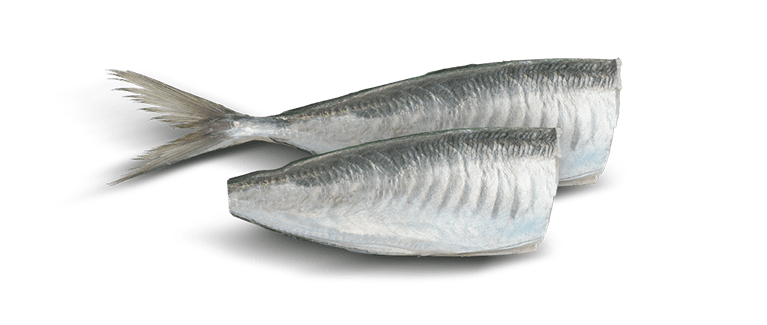 Trachurus SPP
