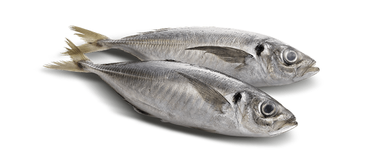 Trachurus SPP