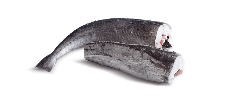 Merluccius SPP