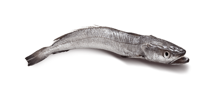 Merluccius SPP