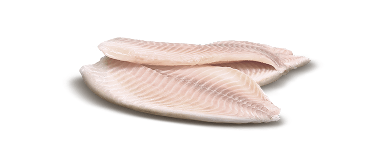 Mugil cephalus