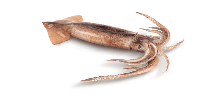 Illex SPP