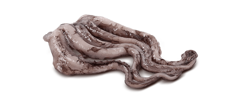 Dosidicus gigas