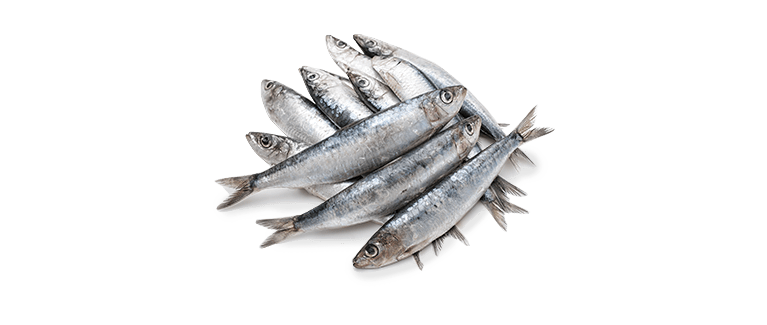 Sardina Pilchardus