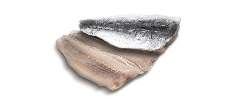 Sardina Pilchardus