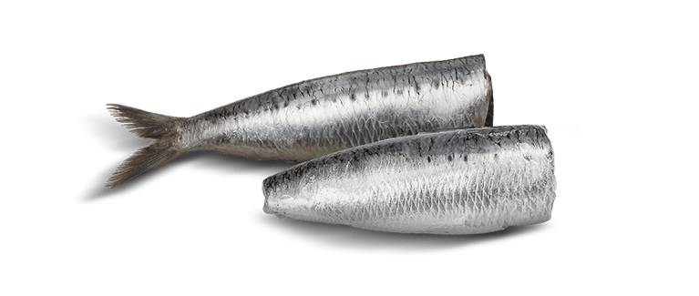 Sardina Pilchardus