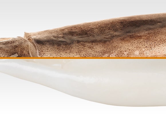 Cefalópodos